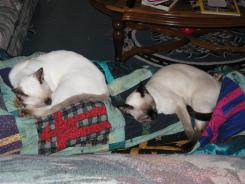 more kittens